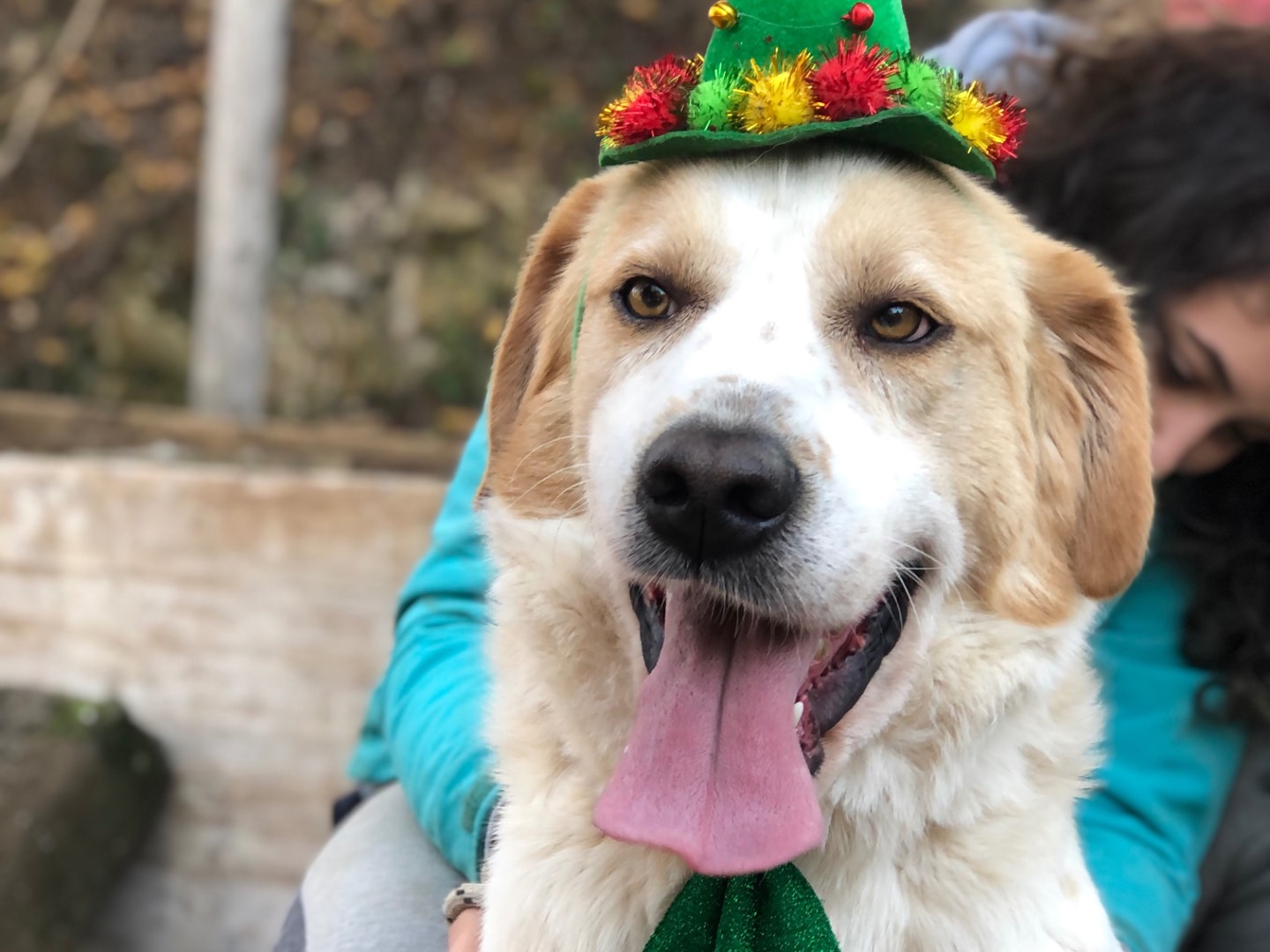 Adotta il cane Jackie  a Latina
