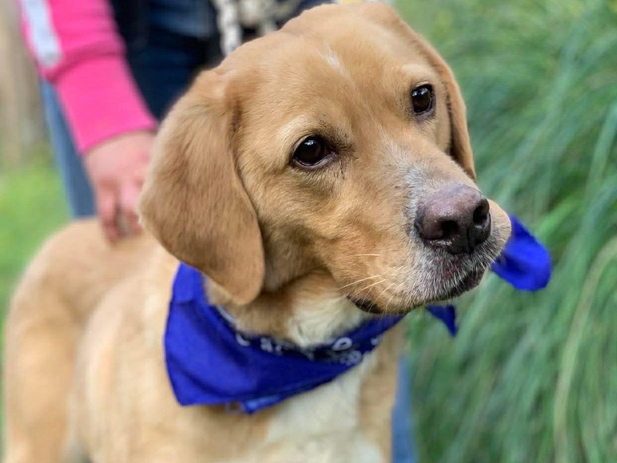 Adozione cane, maschio, Razza sconosciuta Razza sconosciuta, 5 anni e 7 mesi, taglia media, Latina