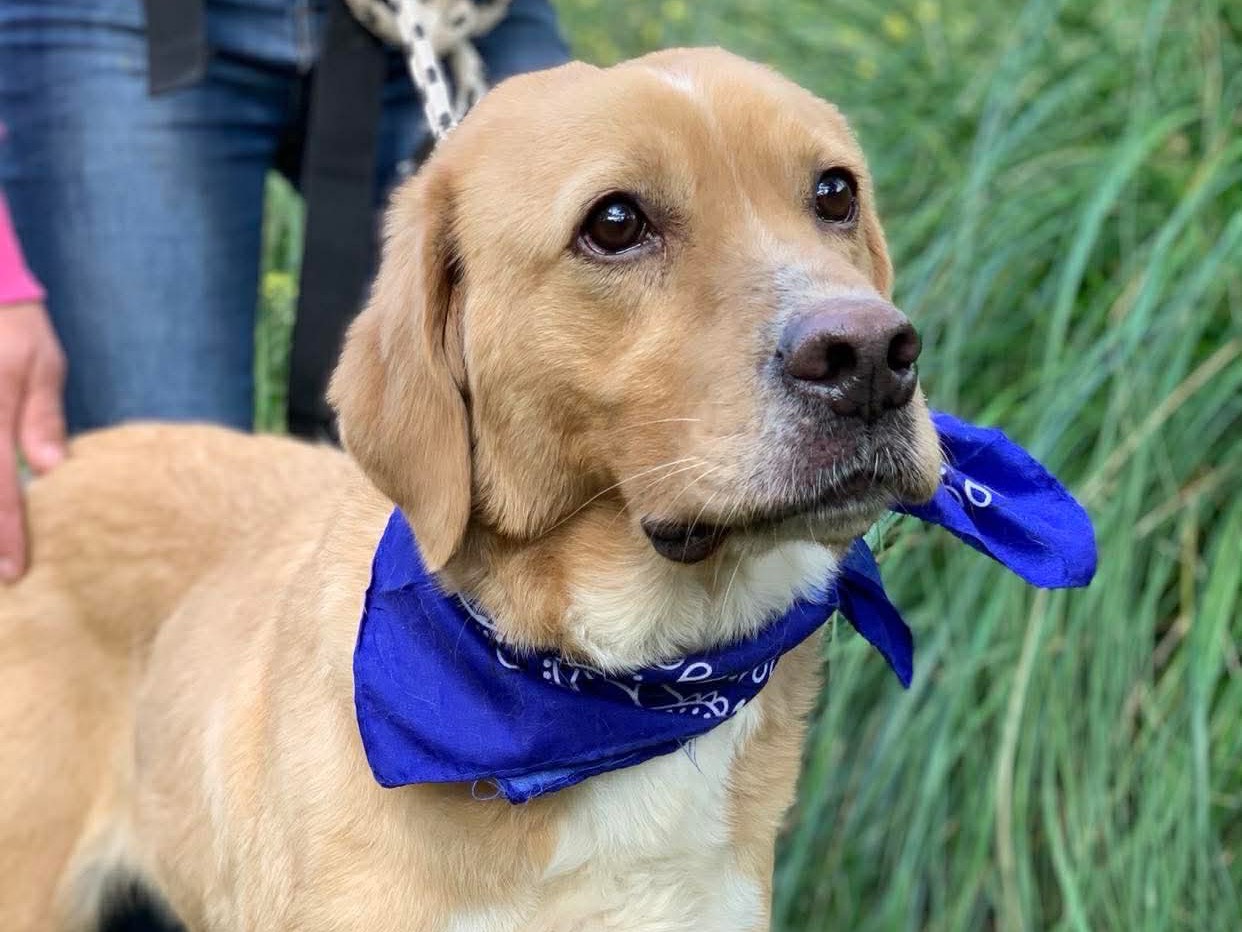 Adotta un cane, maschio, 5 anni e 7 mesi, Latina