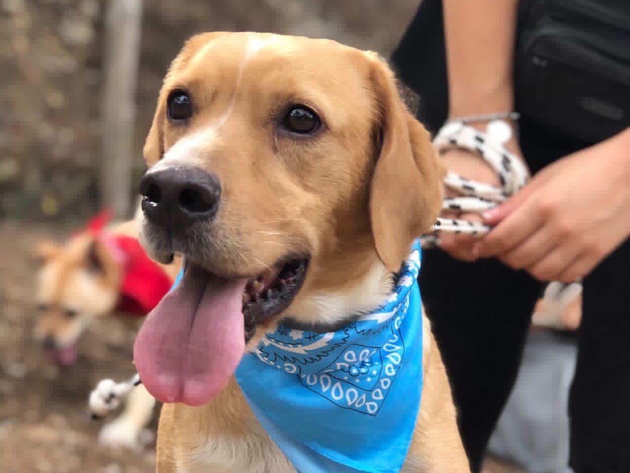 Adotta un cane, taglia media, maschio, Latina