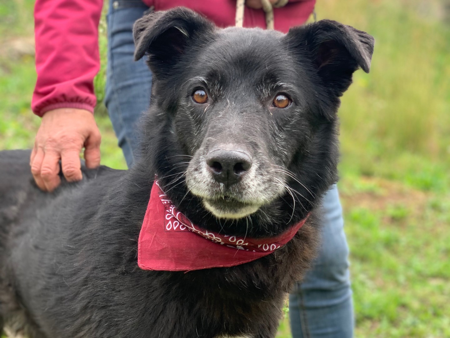Adozione cane, maschio, Razza sconosciuta Razza sconosciuta, 10 anni e 9 mesi, taglia grande, Latina
