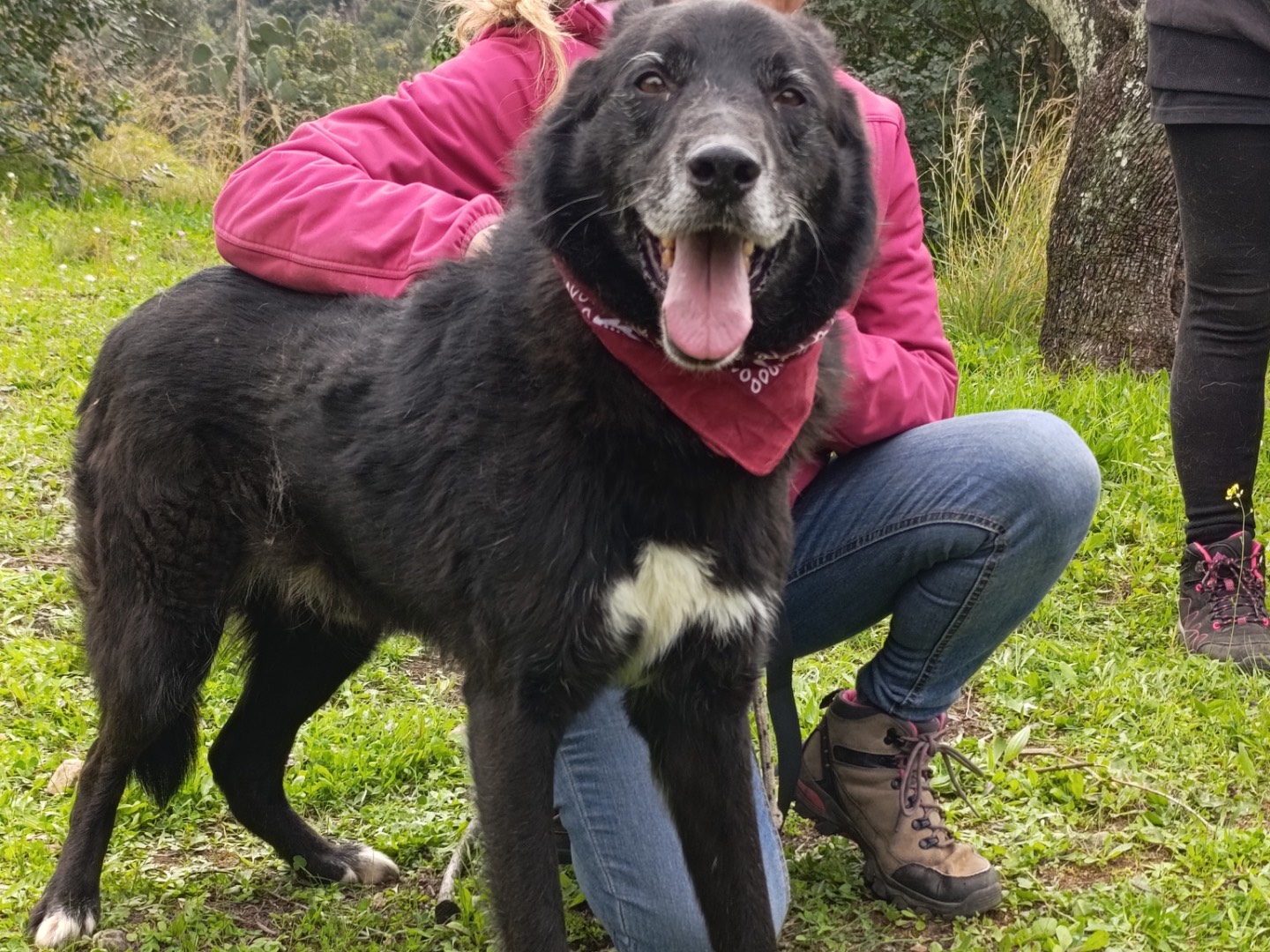 Adotta un cane, maschio, 10 anni e 9 mesi, Latina