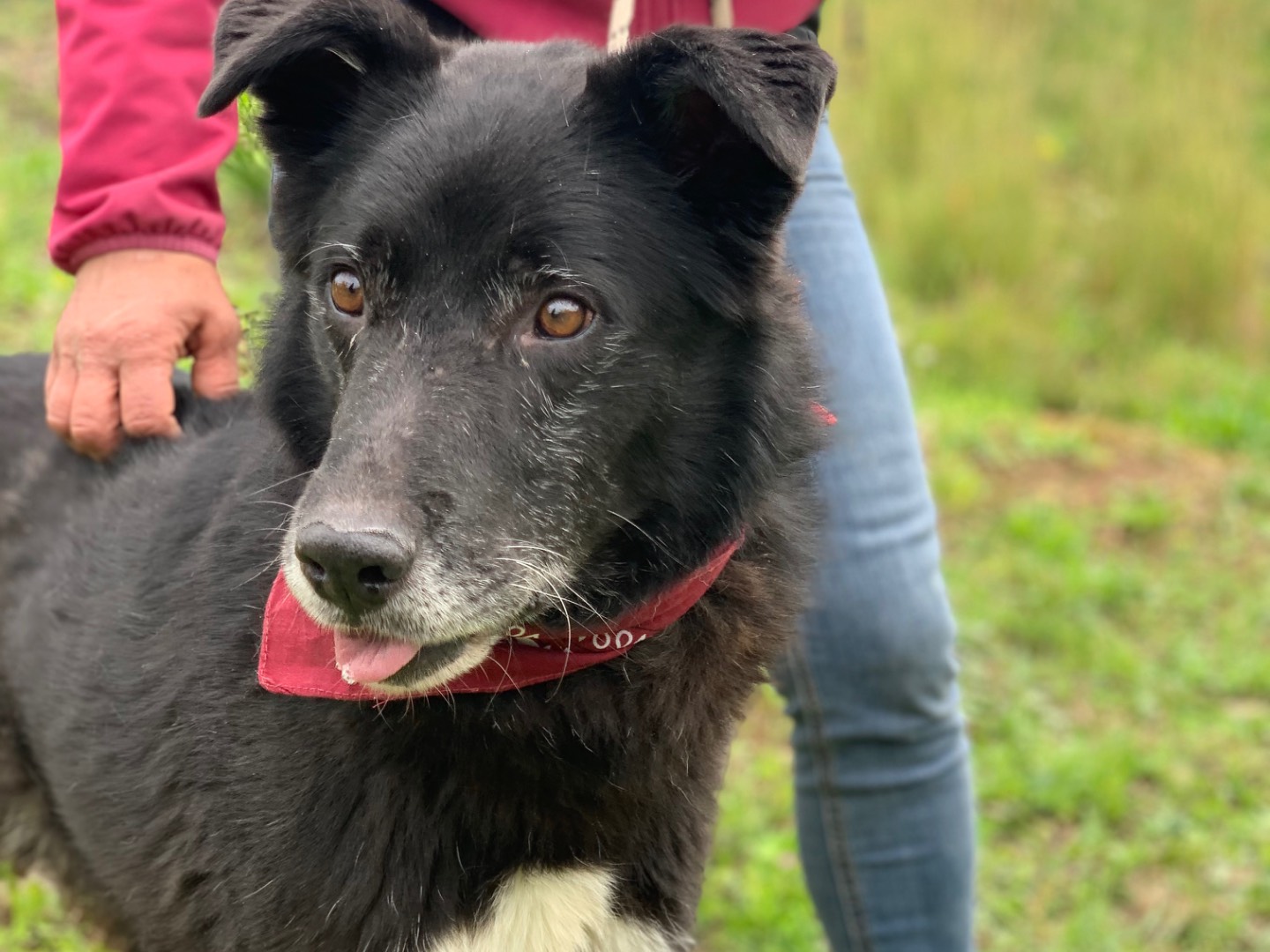 Adotta il cane Joy a Latina
