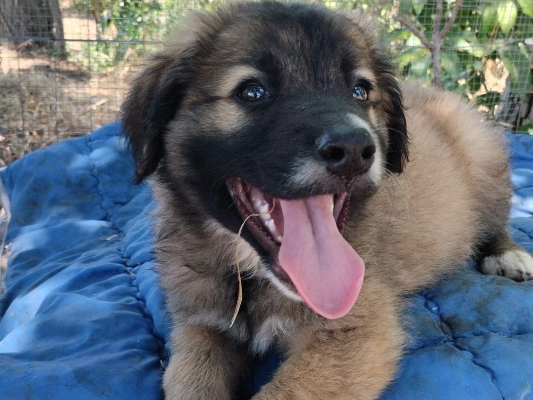 Adozione cane, maschio, Razza sconosciuta Razza sconosciuta, 2 mesi, taglia grande, Vibo