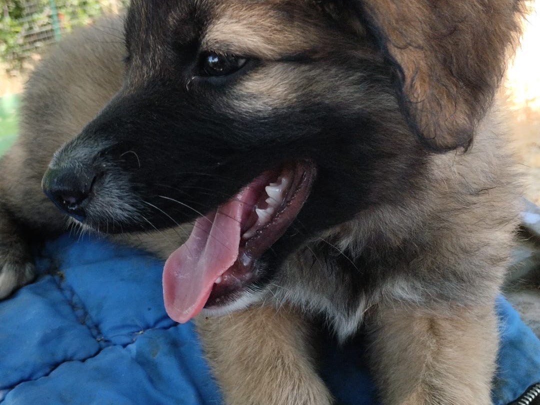 Adotta un cane, maschio, 2 mesi, Vibo