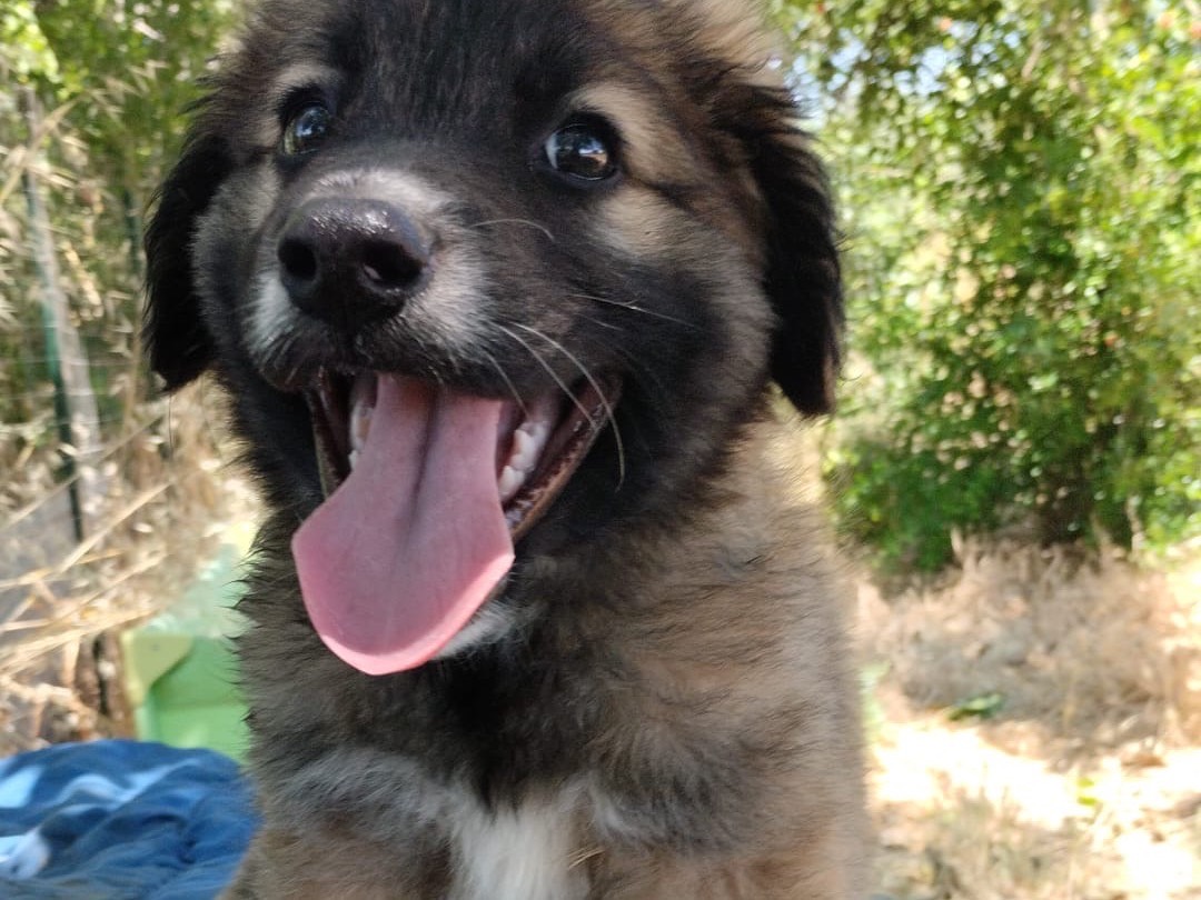 Adotta un cane, taglia grande, maschio, Vibo