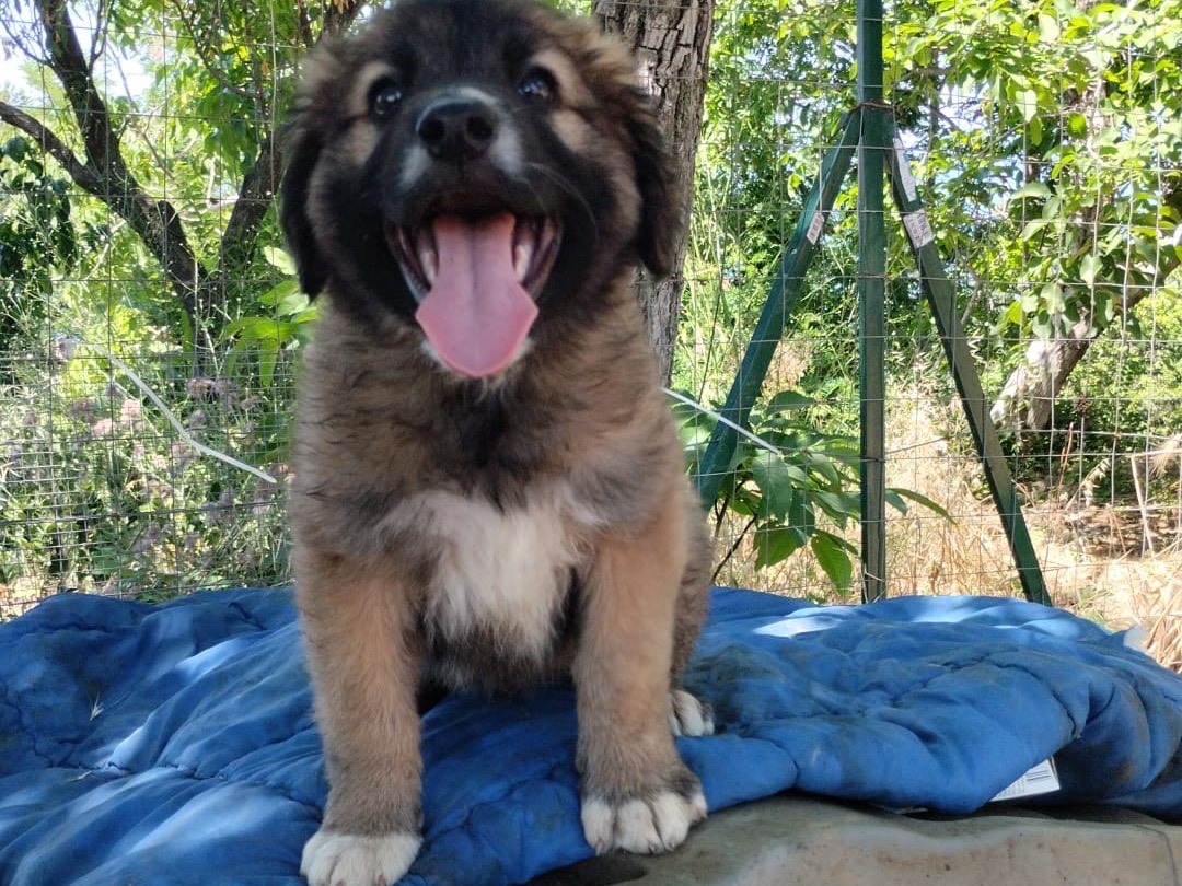 Vuoi adottare un cane a Vibo?