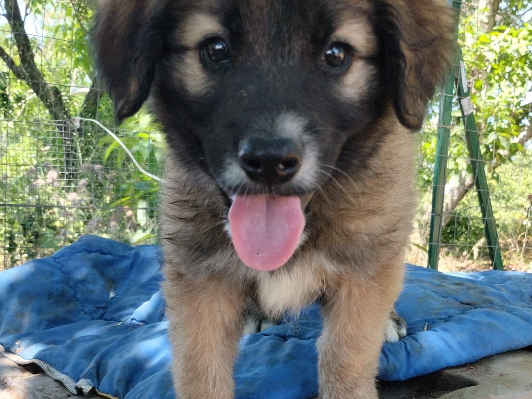 Adotta il cane KIMBO a Vibo