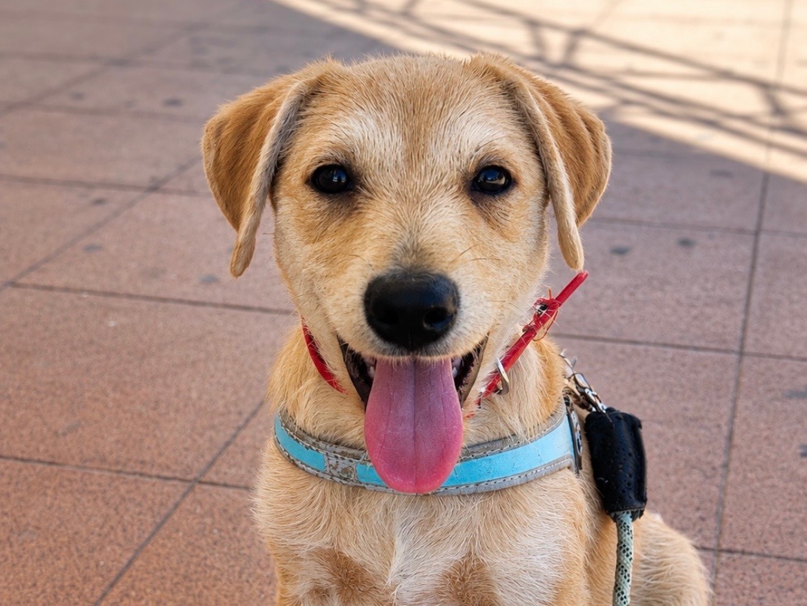 Adozione cane, maschio, Razza sconosciuta Razza sconosciuta, 4 mesi, taglia media, Sud