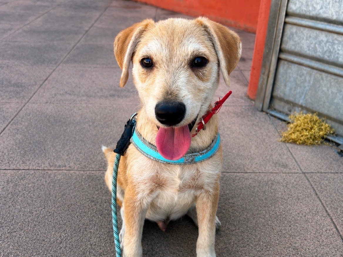 Adotta un cane, taglia media, maschio, Sud
