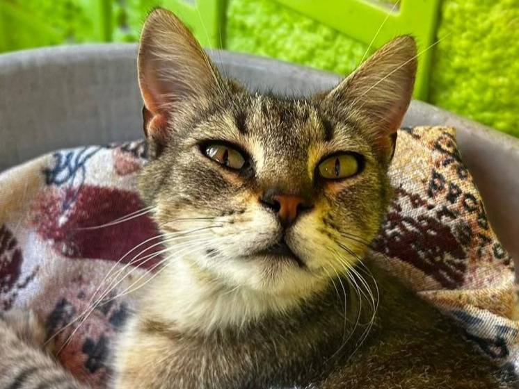 Adozione gatto, femmina, Razza sconosciuta Razza sconosciuta, 2 anni, taglia non valida, Trapani