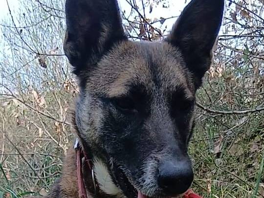 Adozione cane, femmina, Pastore Belga Malinois Razza sconosciuta, 2 anni, taglia media, Milano