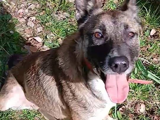 Adotta un cane, femmina, 2 anni, Milano