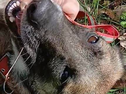Adotta un cane, taglia media, femmina, Milano