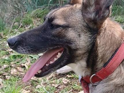 Adotta il cane Kira a Milano