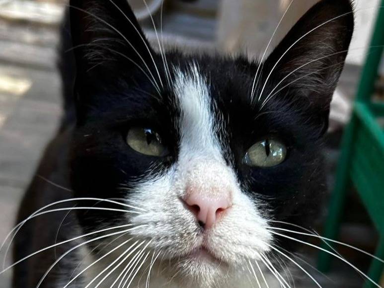 Adozione gatto, femmina, Razza sconosciuta Razza sconosciuta, 2 anni e 10 mesi, taglia non valida, Trapani