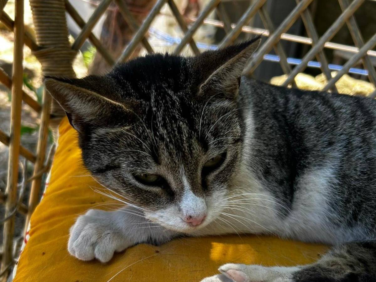 Adozione gatto, maschio, Razza sconosciuta Razza sconosciuta, 4 anni e 1 mese, taglia non valida, Trapani