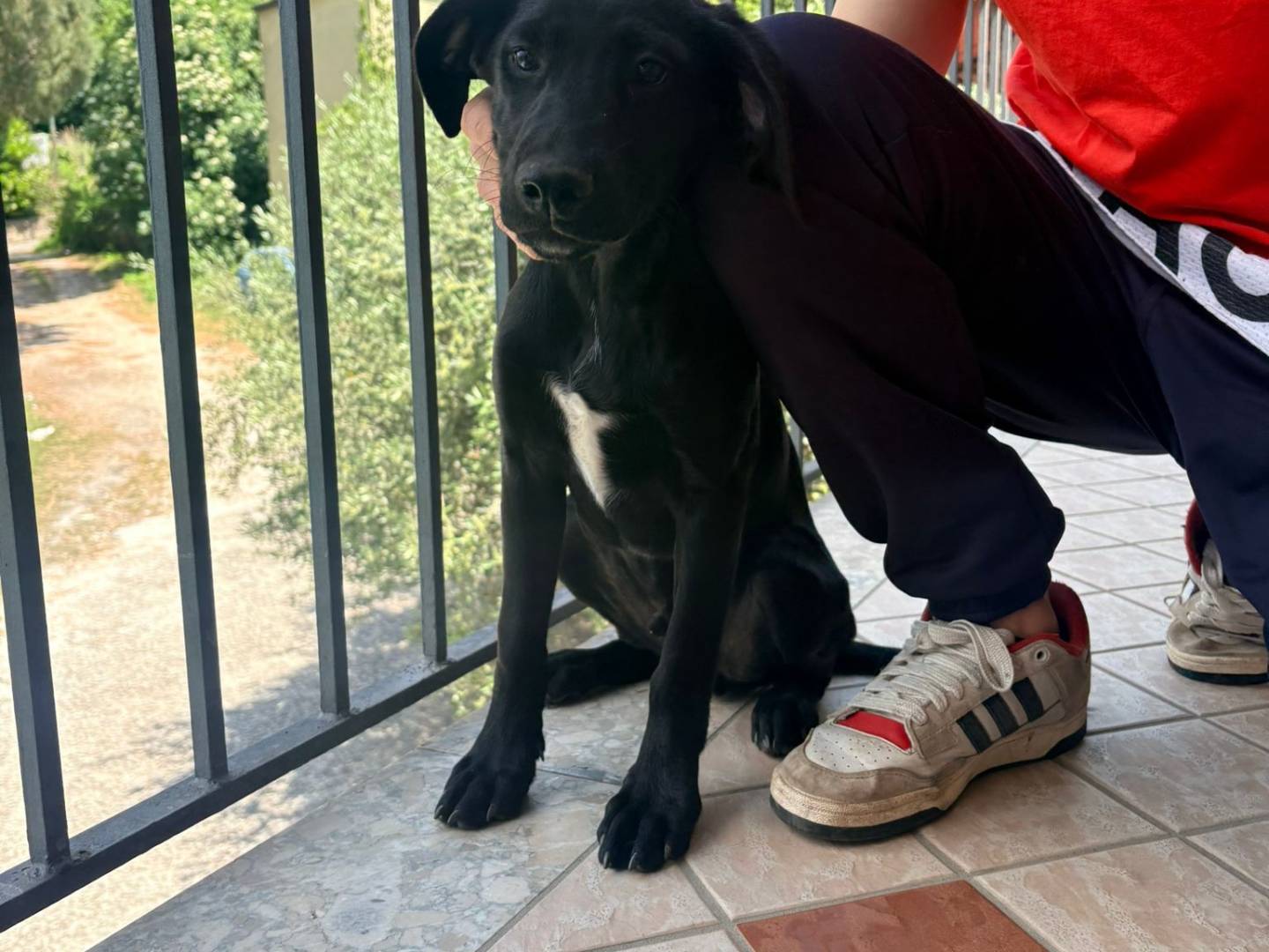 Adozione cane, maschio, Razza sconosciuta Razza sconosciuta, 8 mesi, taglia piccola, Avellino