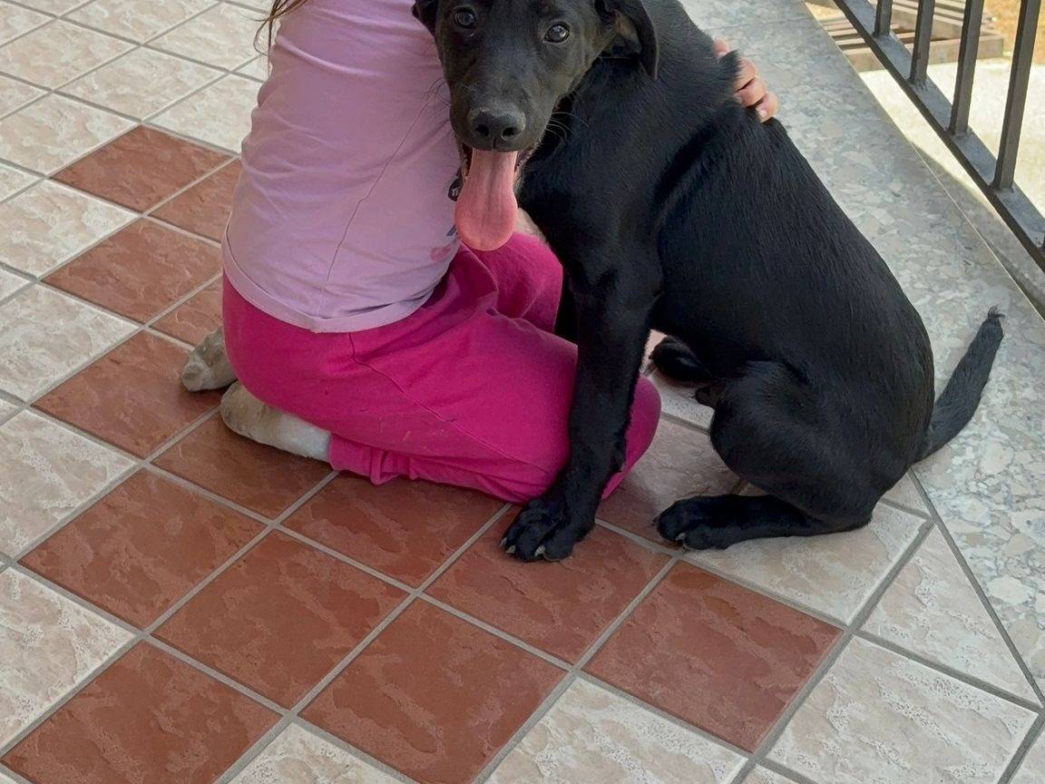 Adotta un cane, maschio, 8 mesi, Avellino