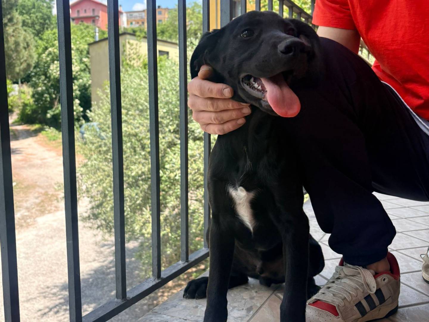 Adotta un cane, taglia piccola, maschio, Avellino