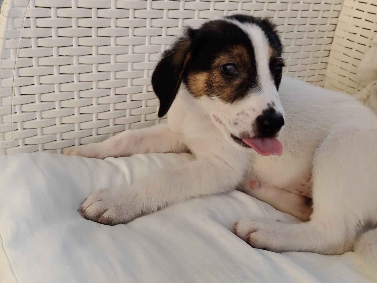 Adozione cane, femmina, Razza sconosciuta Razza sconosciuta, 2 mesi, taglia media, Crotone