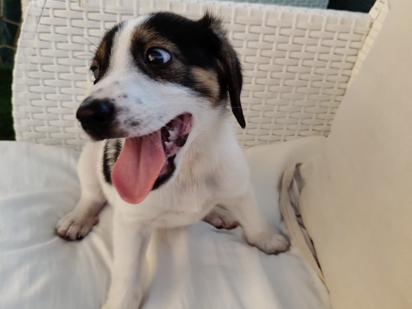 Adotta un cane, femmina, 2 mesi, Crotone