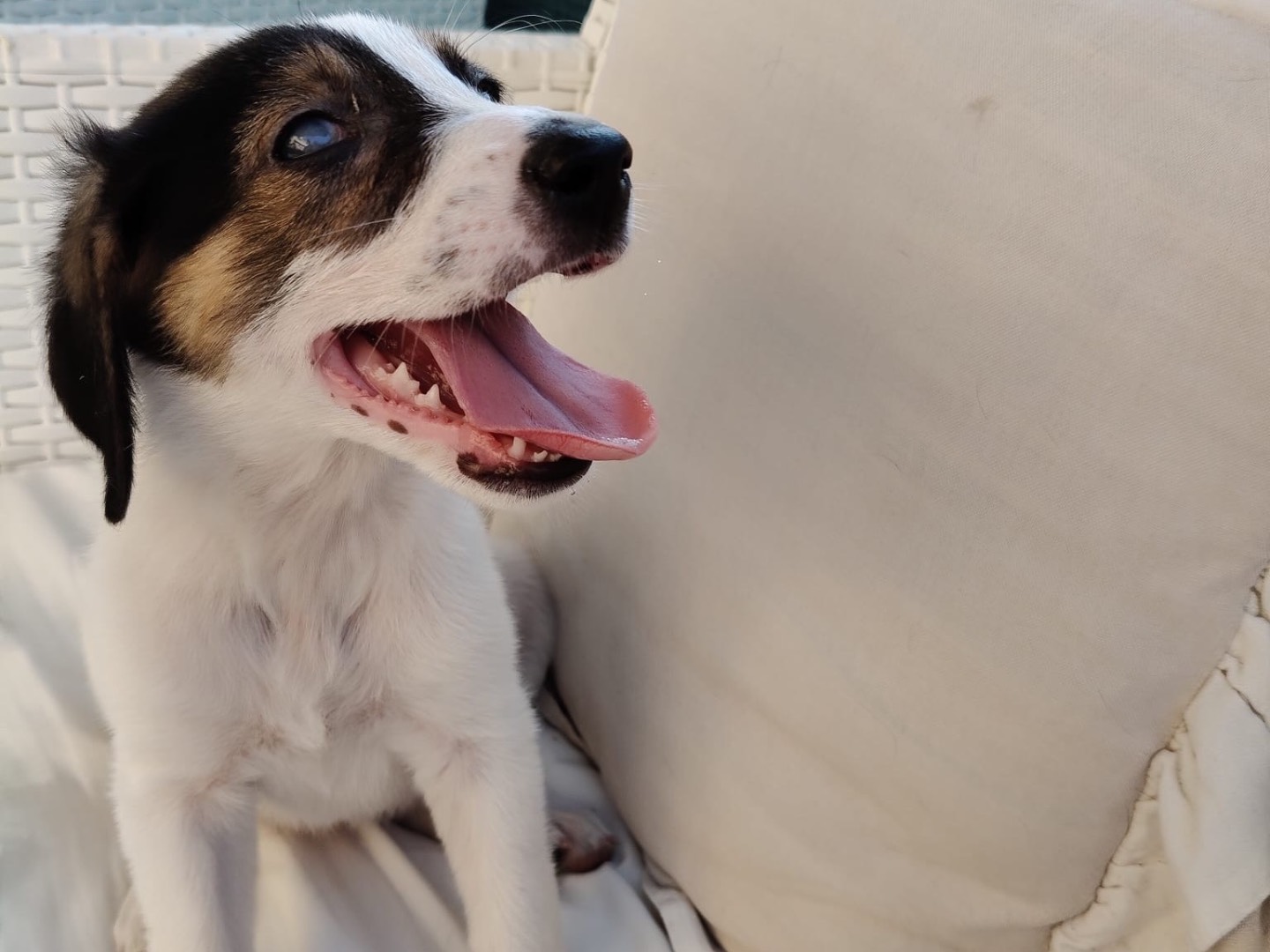 Adotta un cane, taglia media, femmina, Crotone