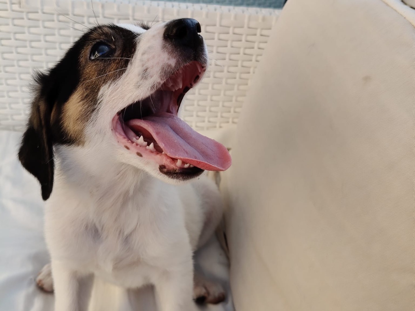 Adotta il cane DREAM a Crotone