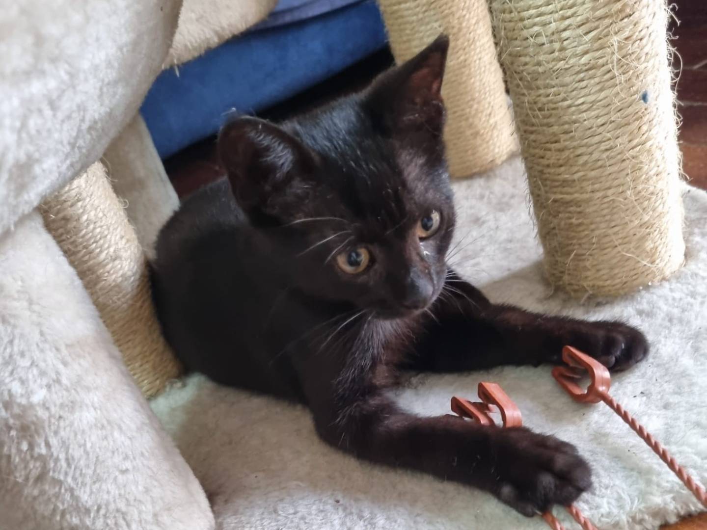 Adotta un gatto, maschio, 3 mesi, Catania