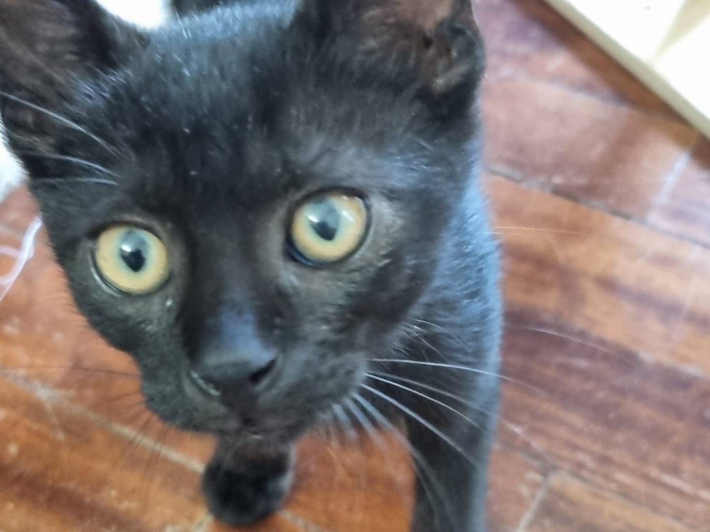 Adozione gatto, maschio, Razza sconosciuta Razza sconosciuta, 3 mesi, taglia non valida, Catania