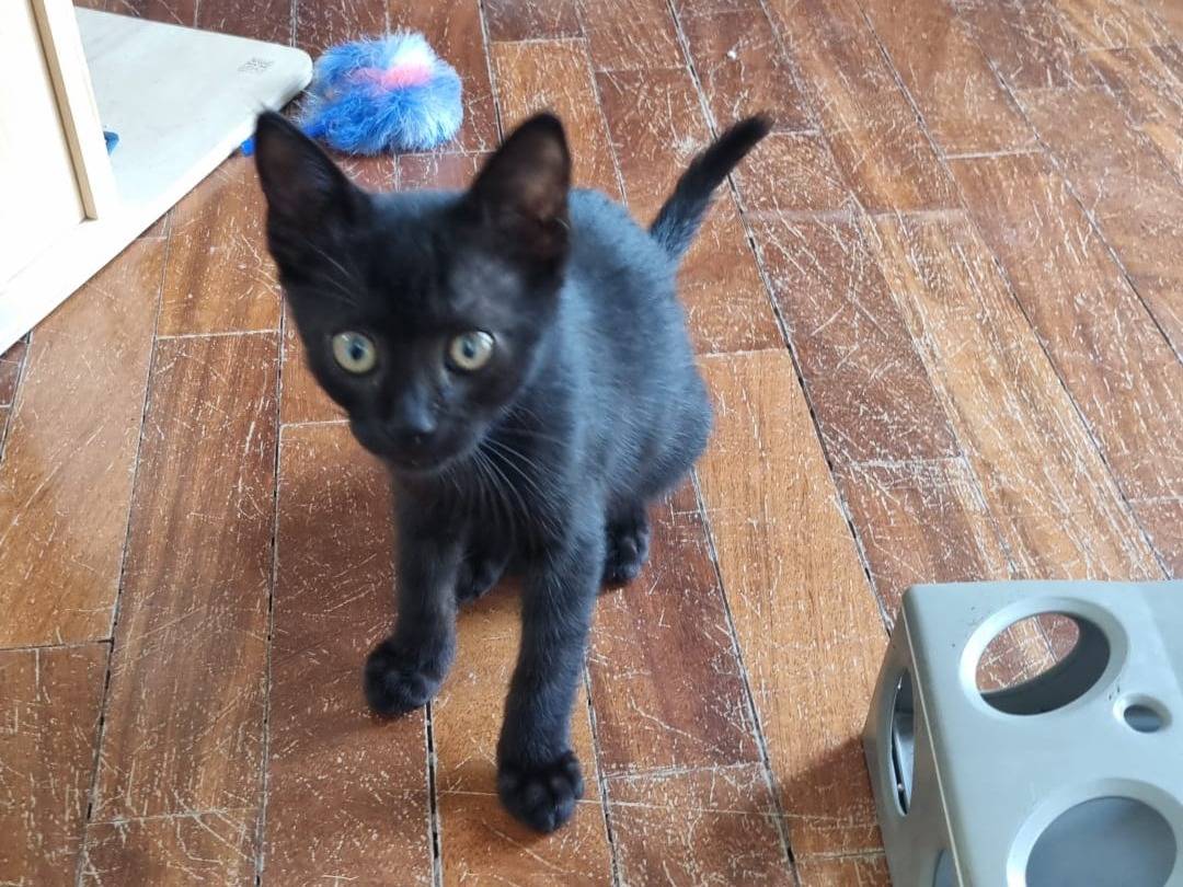 Adotta un gatto, taglia non valida, maschio, Catania
