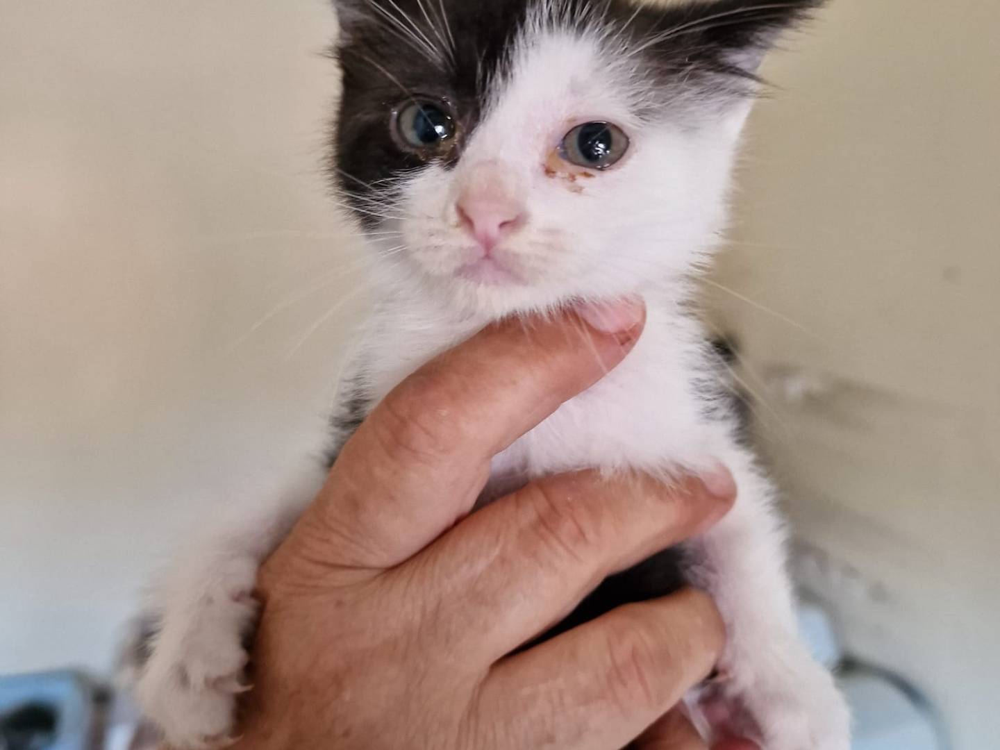 Adozione gatto, maschio, Razza sconosciuta Razza sconosciuta, 3 settimane, taglia non valida, Bari