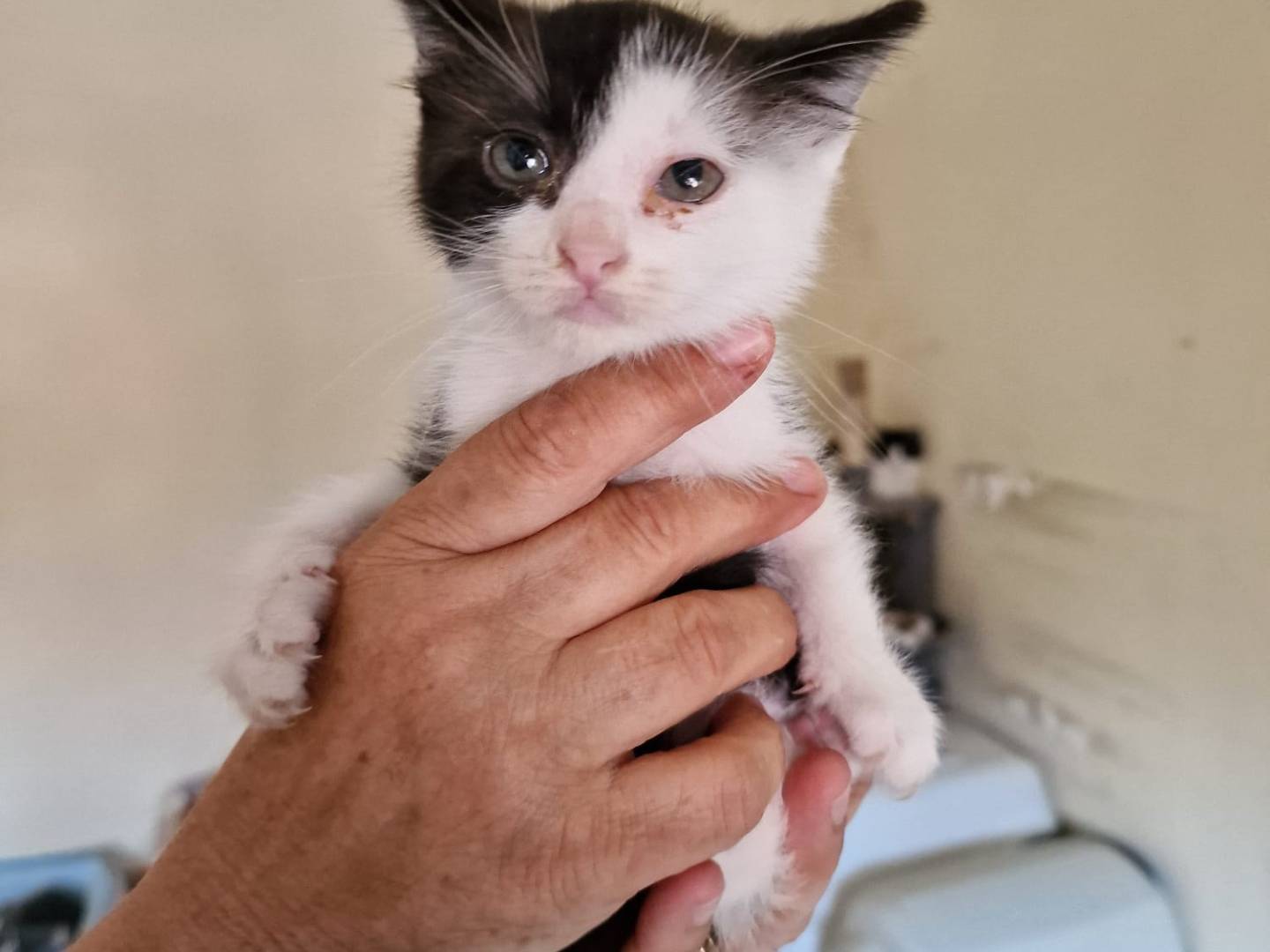 Adotta un gatto, maschio, 3 settimane, Bari