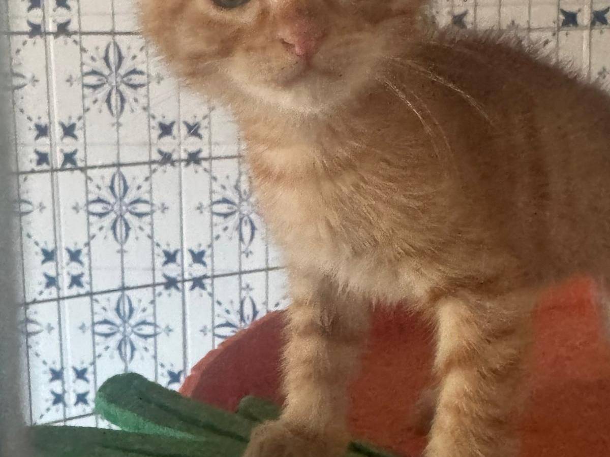 Adozione gatto, maschio, Razza sconosciuta Razza sconosciuta, 1 mese, taglia non valida, Bari
