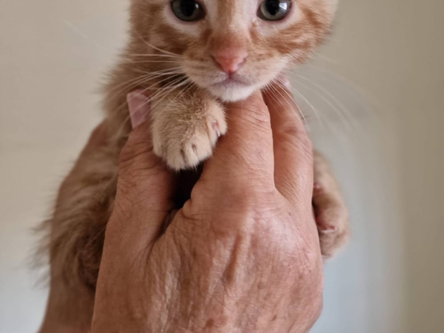 Adotta un gatto, maschio, 1 mese, Bari