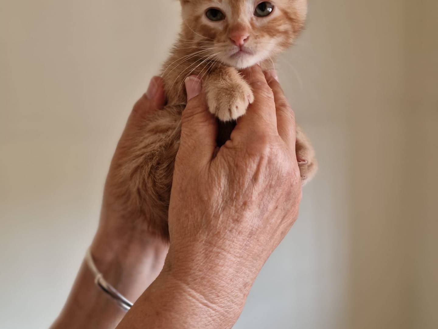 Adotta un gatto, taglia non valida, maschio, Bari