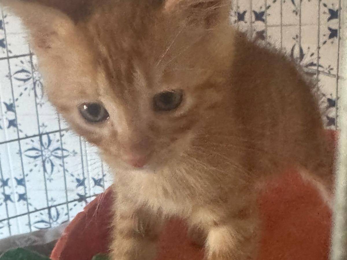 Vuoi adottare un gatto a Bari?