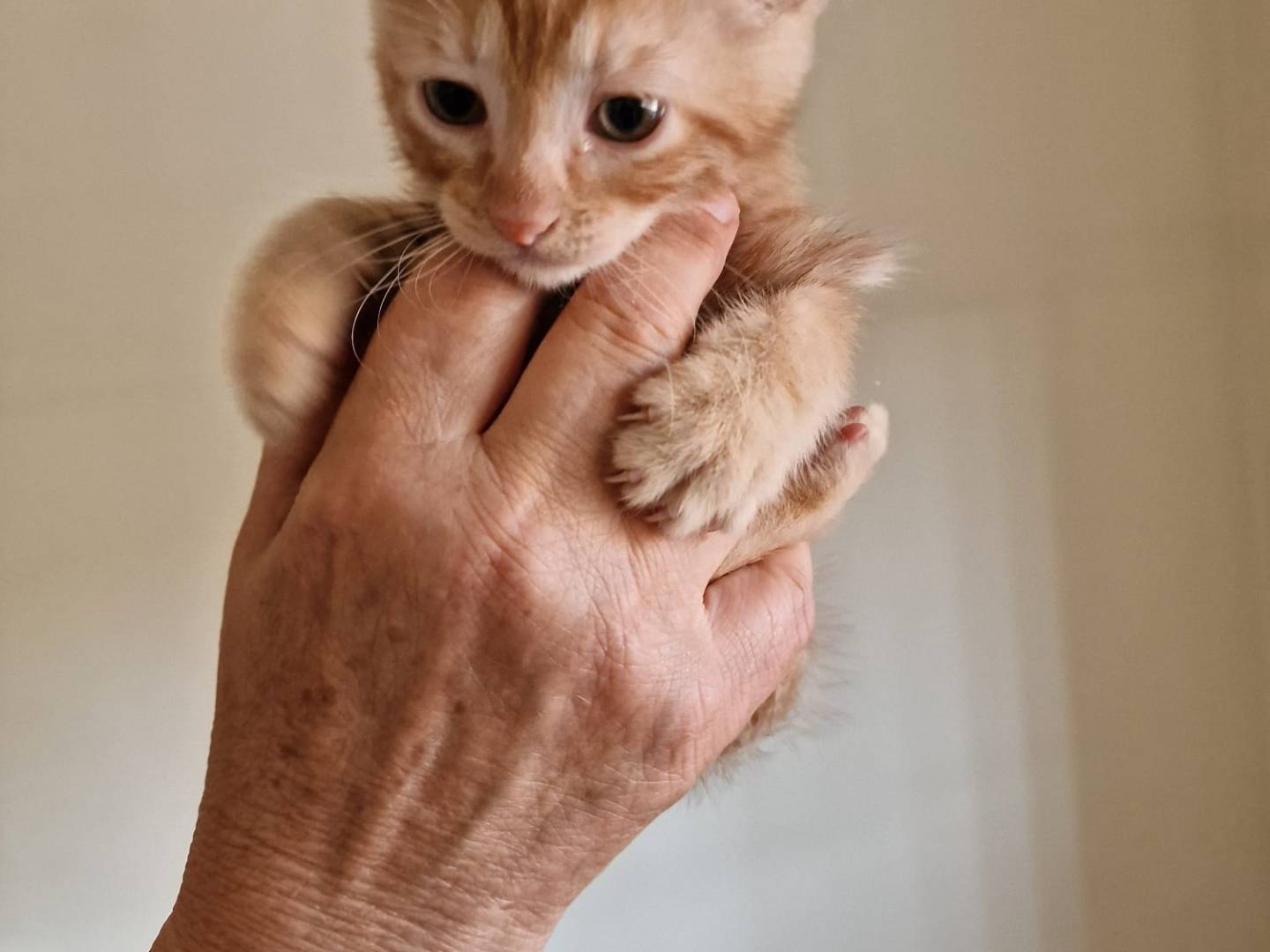 Adotta il gatto Dante a Bari
