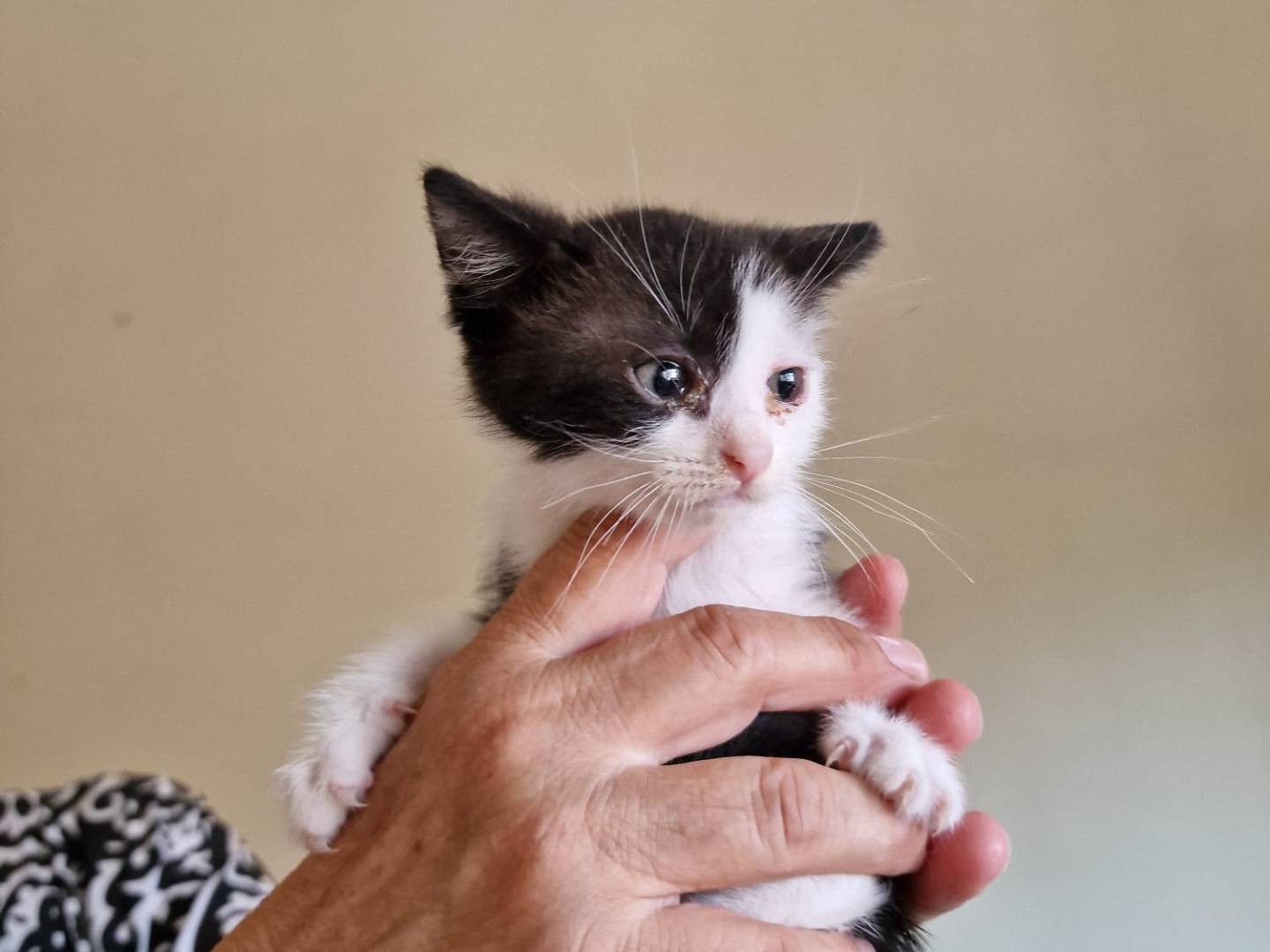 Adotta un gatto, taglia non valida, maschio, Bari