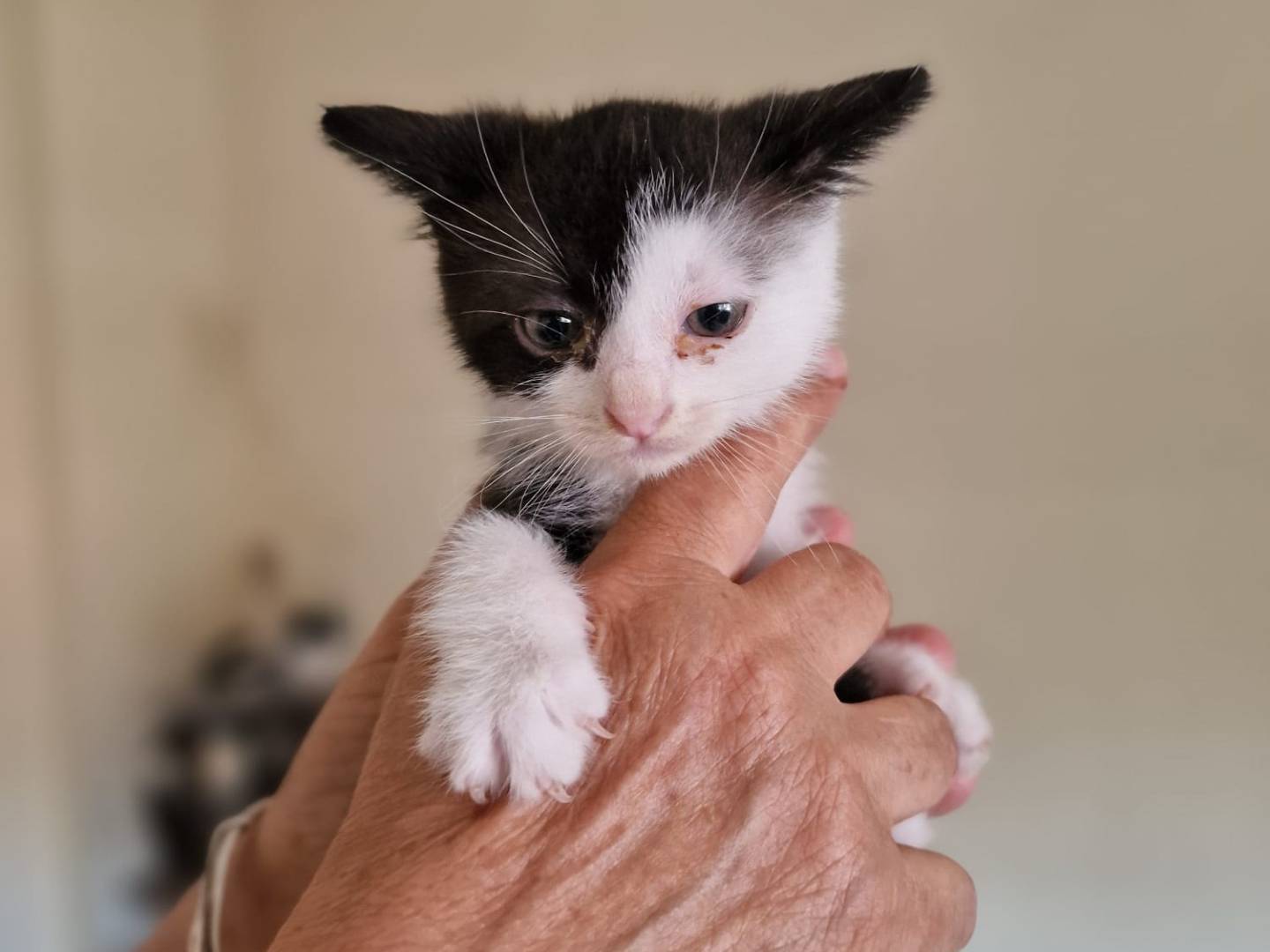 Vuoi adottare un gatto a Bari?