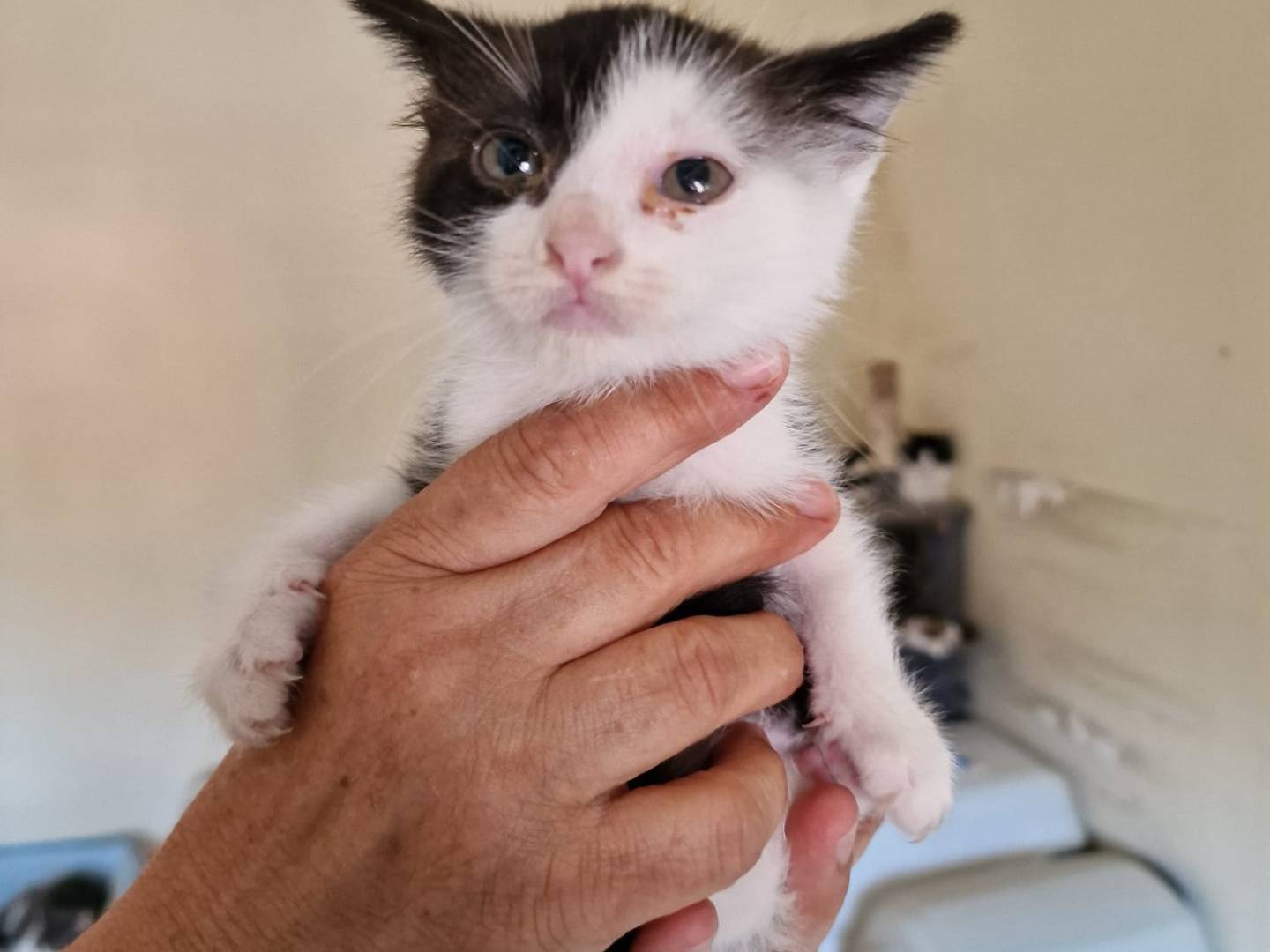 Adotta il gatto Scacco a Bari