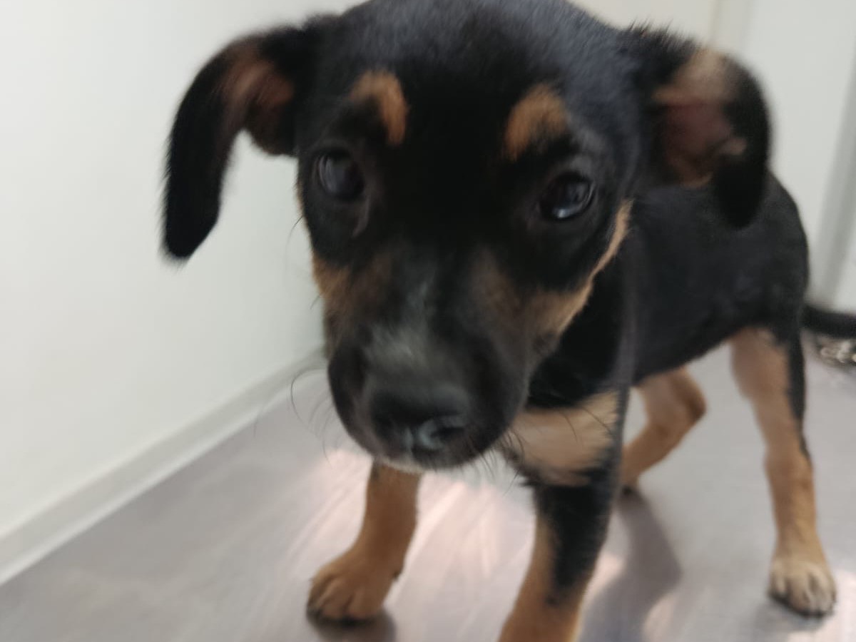 Adozione cane, femmina, Razza sconosciuta Razza sconosciuta, 2 mesi, taglia piccola, Salerno