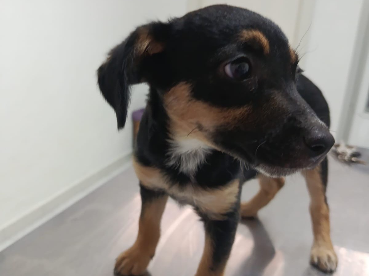 Adotta un cane, femmina, 2 mesi, Salerno