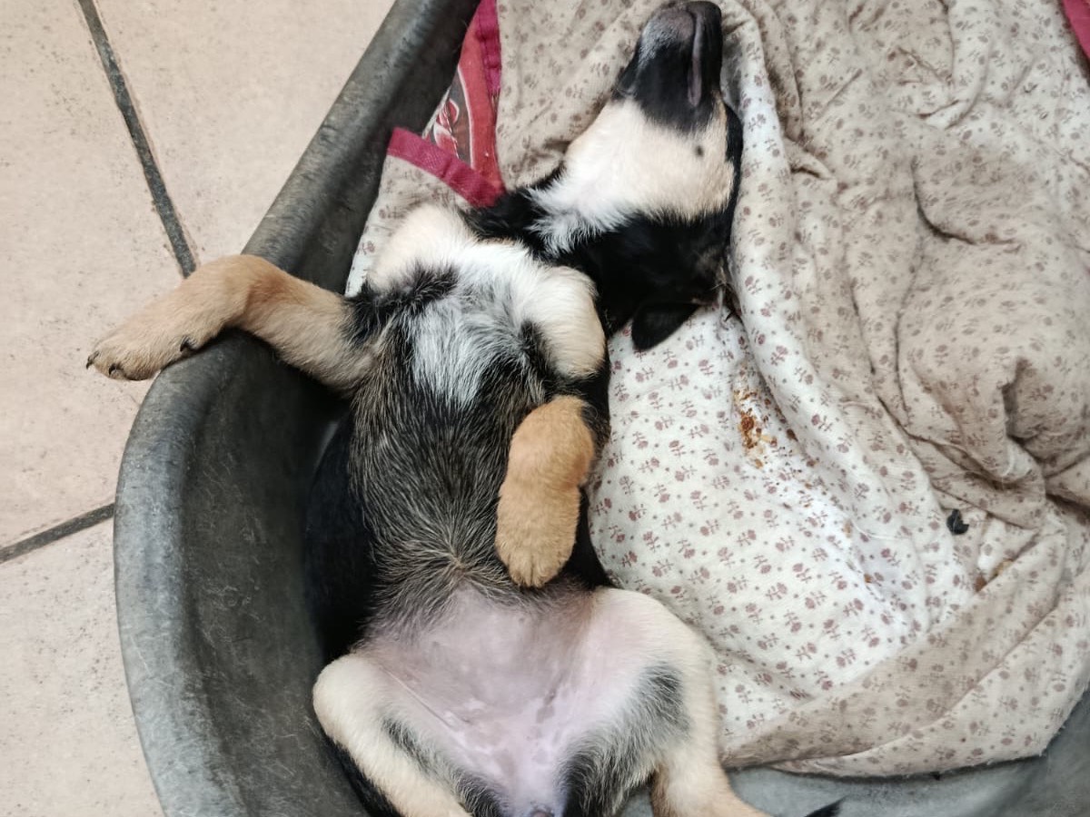 Adotta un cane, taglia piccola, femmina, Salerno