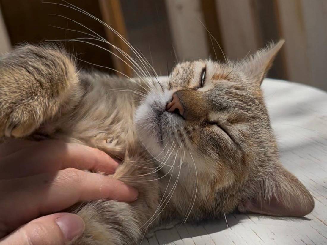 Adozione gatto, femmina, Razza sconosciuta Razza sconosciuta, 2 anni, taglia non valida, Trapani