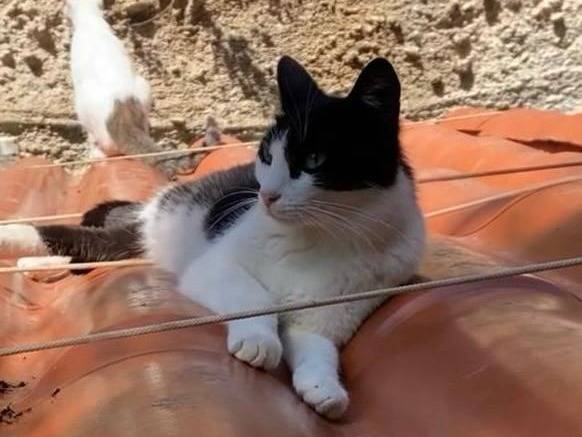 Adozione gatto, femmina, Razza sconosciuta Razza sconosciuta, 2 anni e 2 mesi, taglia non valida, Trapani
