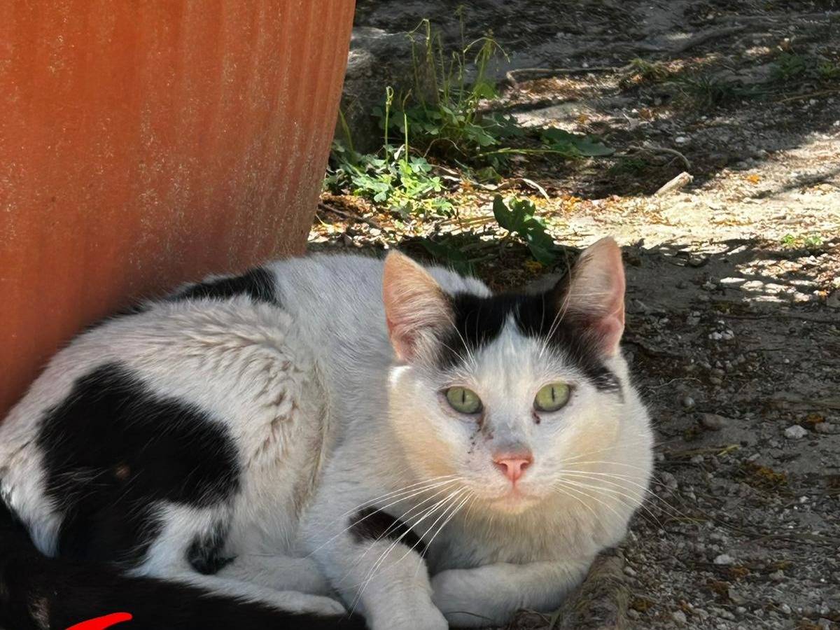 Adozione gatto, femmina, Razza sconosciuta Razza sconosciuta, 3 anni e 1 mese, taglia non valida, Trapani