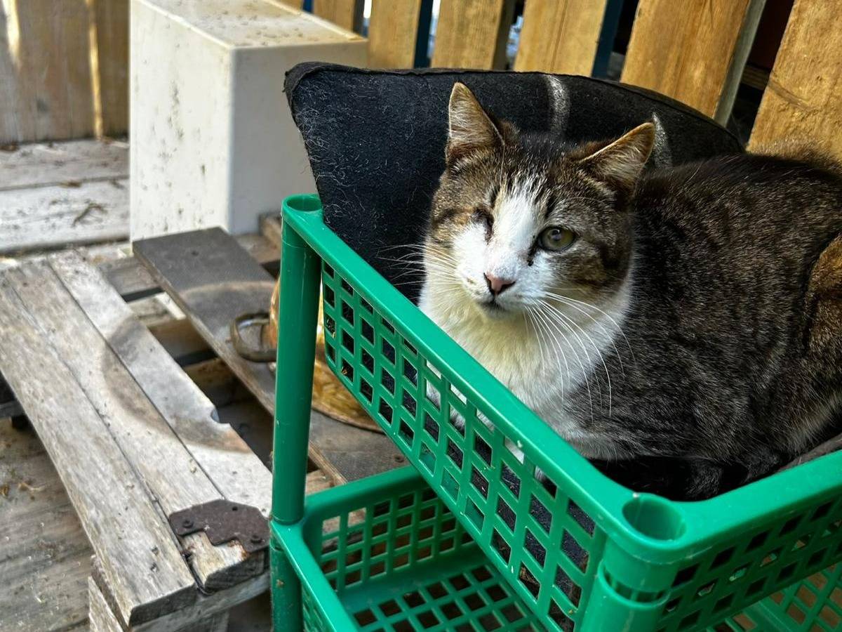 Adozione gatto, femmina, Razza sconosciuta Razza sconosciuta, 3 anni, taglia non valida, Trapani