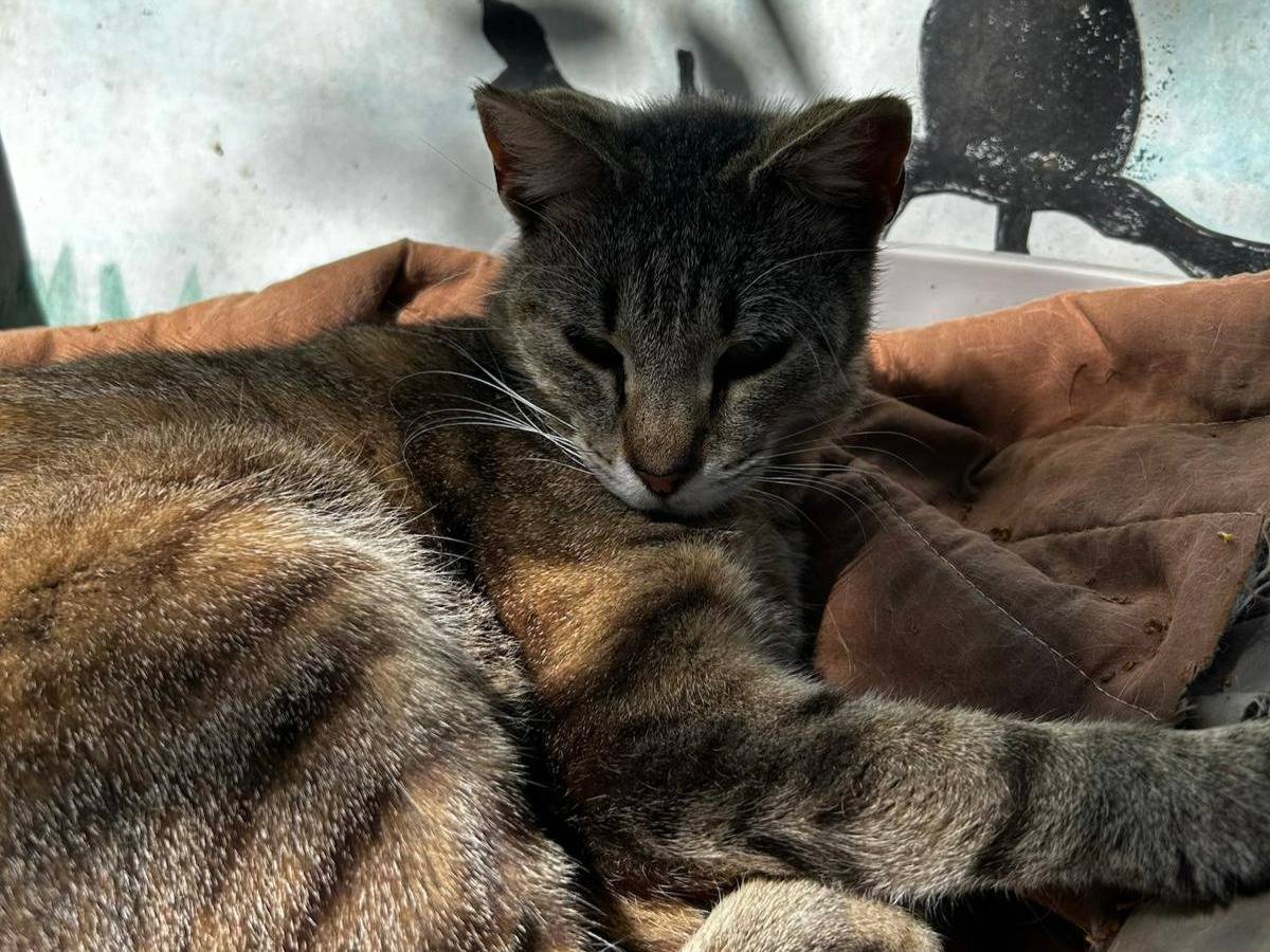Adozione gatto, femmina, Razza sconosciuta Razza sconosciuta, 2 anni, taglia non valida, Trapani