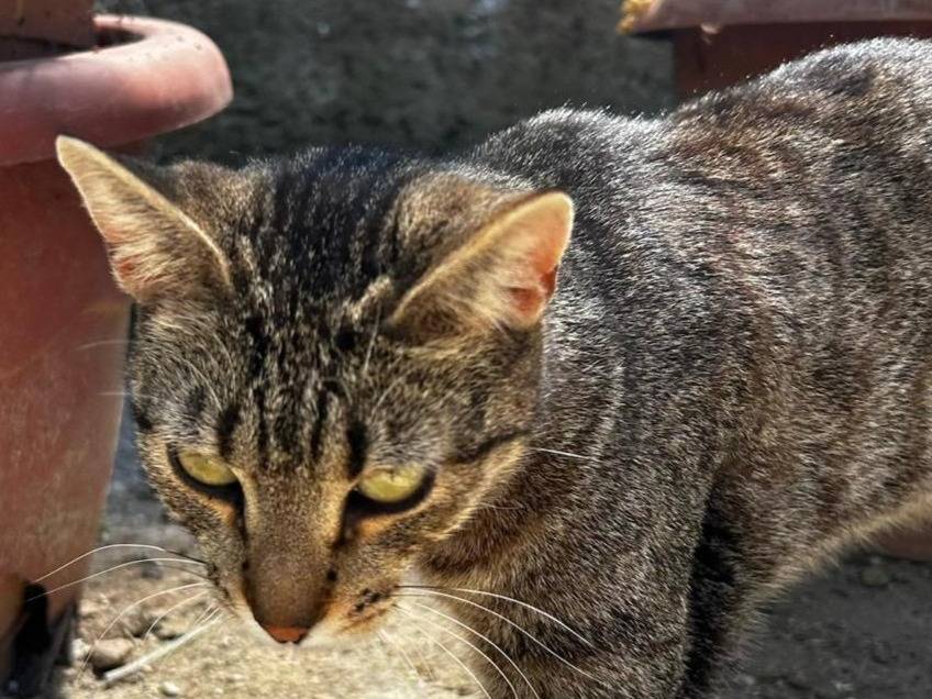Adozione gatto, maschio, Razza sconosciuta Razza sconosciuta, 2 anni, taglia non valida, Trapani